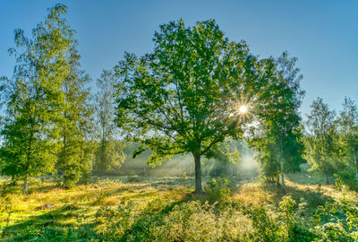 Sunlight streaming through trees on field against sky