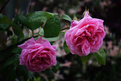 Close-up of pink rose