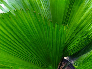 Full frame shot of palm leaves