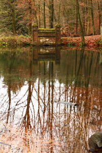 Reflection of trees in water