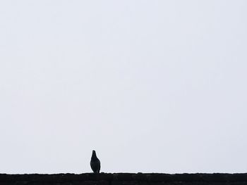 Silhouette bird perching on rock against clear sky