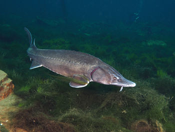 Sturgeon fish swimming under water in freshwater lake