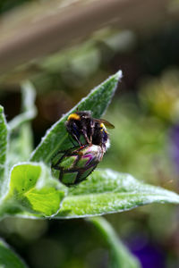 Close-up of insect on purple flower