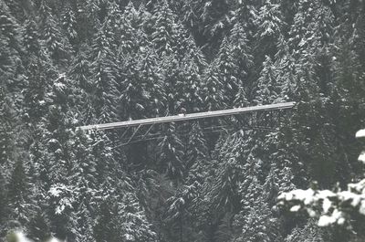 Bridge over pine trees