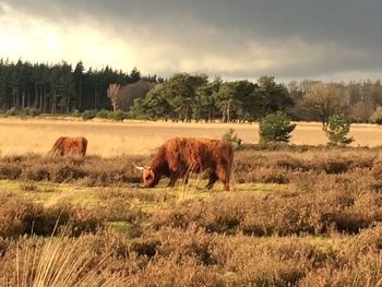 Cows grazing on field against sky