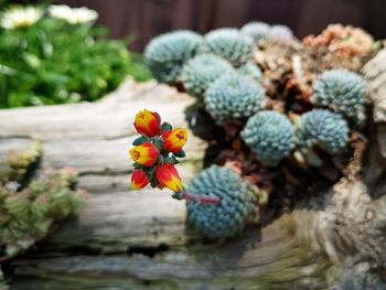 Close-up of flowering plant