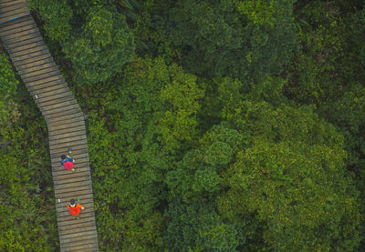 High angle view of plants growing on land