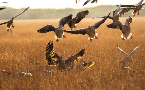 Flock of bar-headed geese landing in tal chhapar sanctuary, rajasthan, india