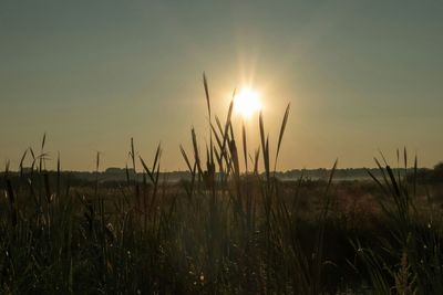 Scenic view of landscape at sunset