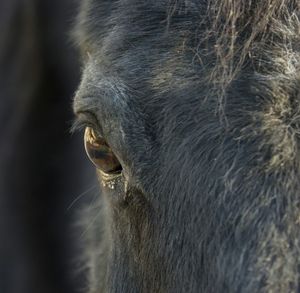 Close-up of goat