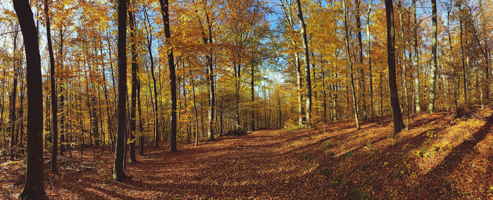 Trees growing in forest during autumn