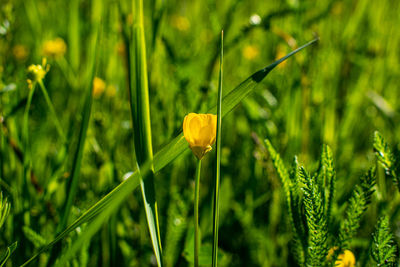 Close-up of yellow flowering plant on field