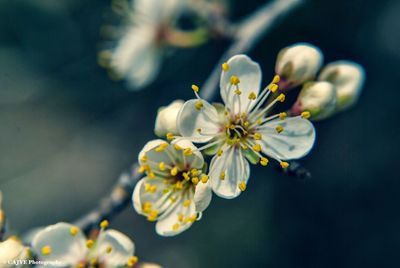 Close-up of cherry blossoms