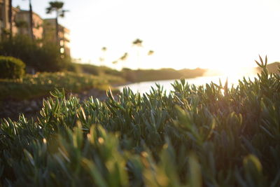 Close-up of crops growing on field against sky