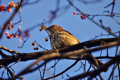 Low angle view of bird perching on branch