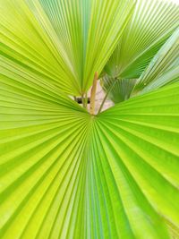 Full frame shot of palm leaf