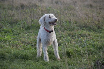 Dog running on field