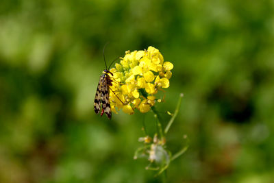 Close-up of insect on yellow flower