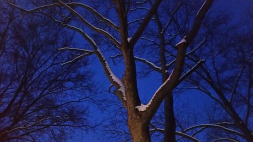 Low angle view of bare trees against blue sky