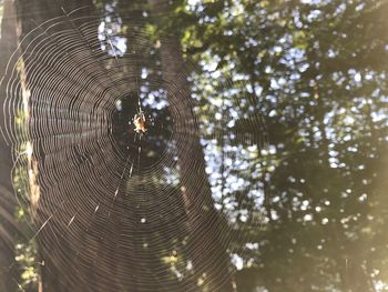 Low angle view of spider web on tree