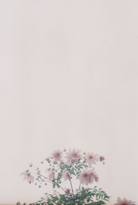 Close-up of flowers against white background