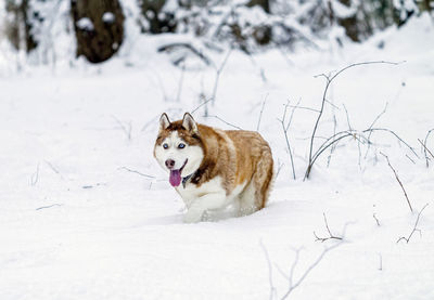 Dog running on snow covered field