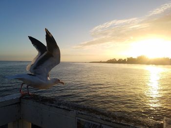 Bird on sea against sky during sunset