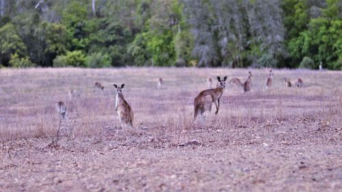 Flock of sheep in a field