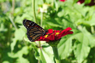 Close-up of butterfly pollinating on flower