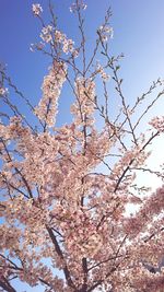 Low angle view of flower tree against sky