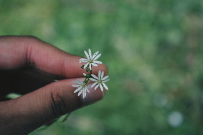 Close-up of hand holding plant