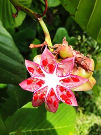 Close-up of pink flower blooming outdoors