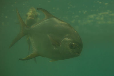 Close-up of fish swimming in sea