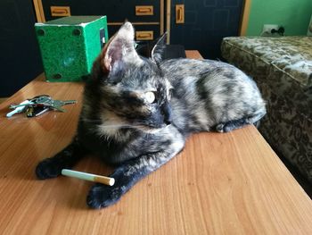 Cat resting on wooden floor