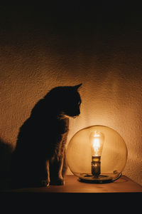 Cat looking away on wall