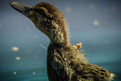 Close-up of a duck in a lake