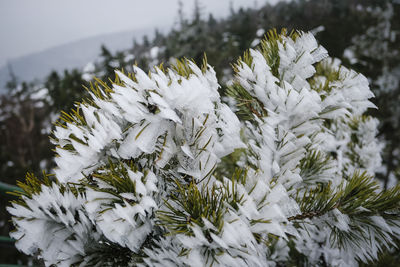 Close-up of snow covered pine tree