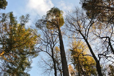 Low angle view of trees in forest against sky