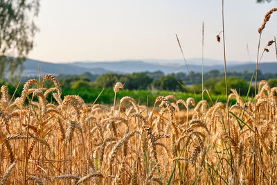 View of stalks in field against the sky