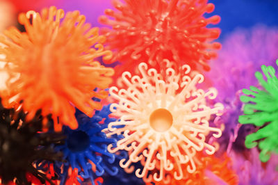Close-up of pink flower with sea in background
