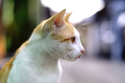 Close-up of a cat looking away