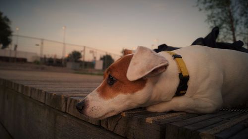 Close-up of dog against sky