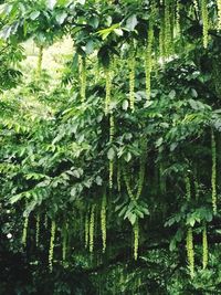 Trees growing in forest