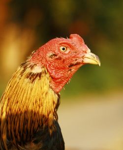 Close-up of a bird