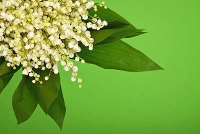 Close-up of white flowers