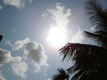 Low angle view of palm trees against sky