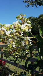 White flowering plant against sky