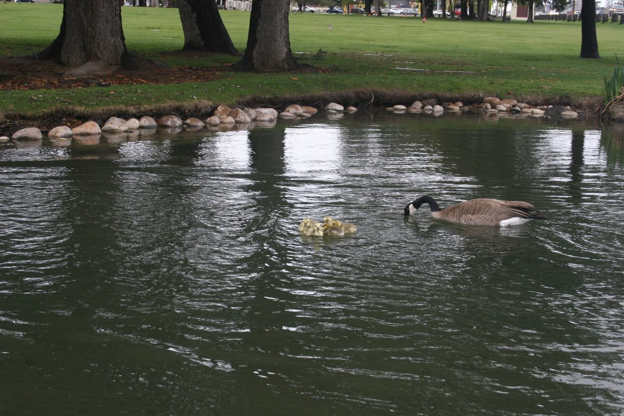 water, animals in the wild, bird, animal themes, swimming, nature, waterfront, lake, swan, no people, day, outdoors, grass, tree, black swan