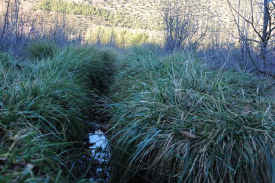 High angle view of trees growing on field