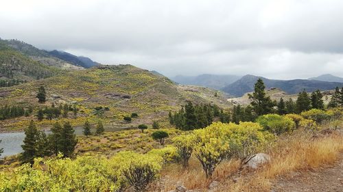 Plants growing on land against sky